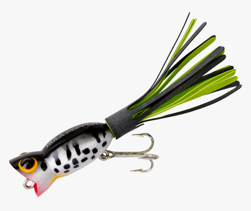 Coachdog - Giant Squid, HD Png Download