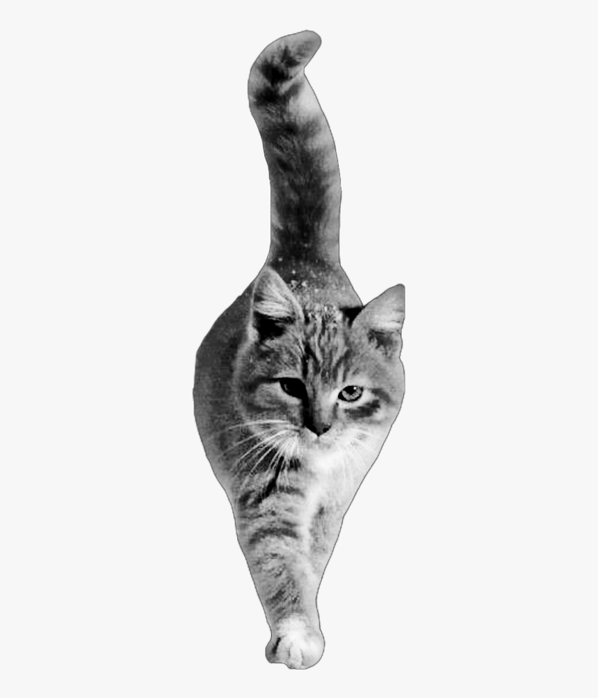 #cat #walking #bw My #cutout Not #freetoedit - Cat Walking Png Cutout, Transparent Png