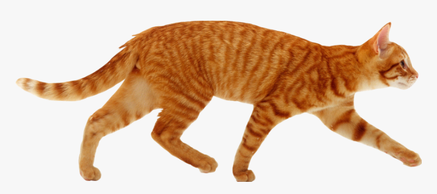 #cat #cutout #ginger #red #tabby #walking Not #freetoedit - Cat Running, HD Png Download