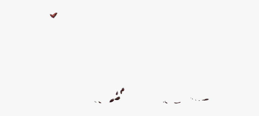 Seabird, HD Png Download