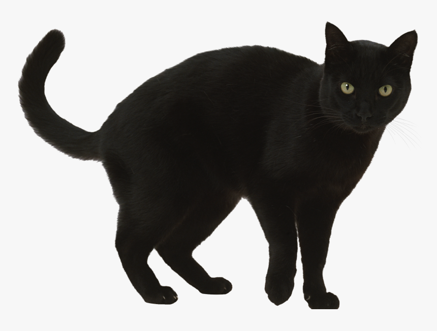 Black Cat Transparent Clipart, HD Png Download
