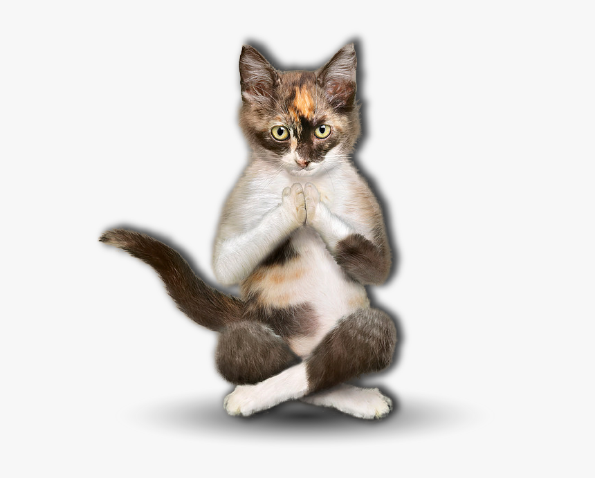 10catkkitte - Chat Yoga, HD Png Download