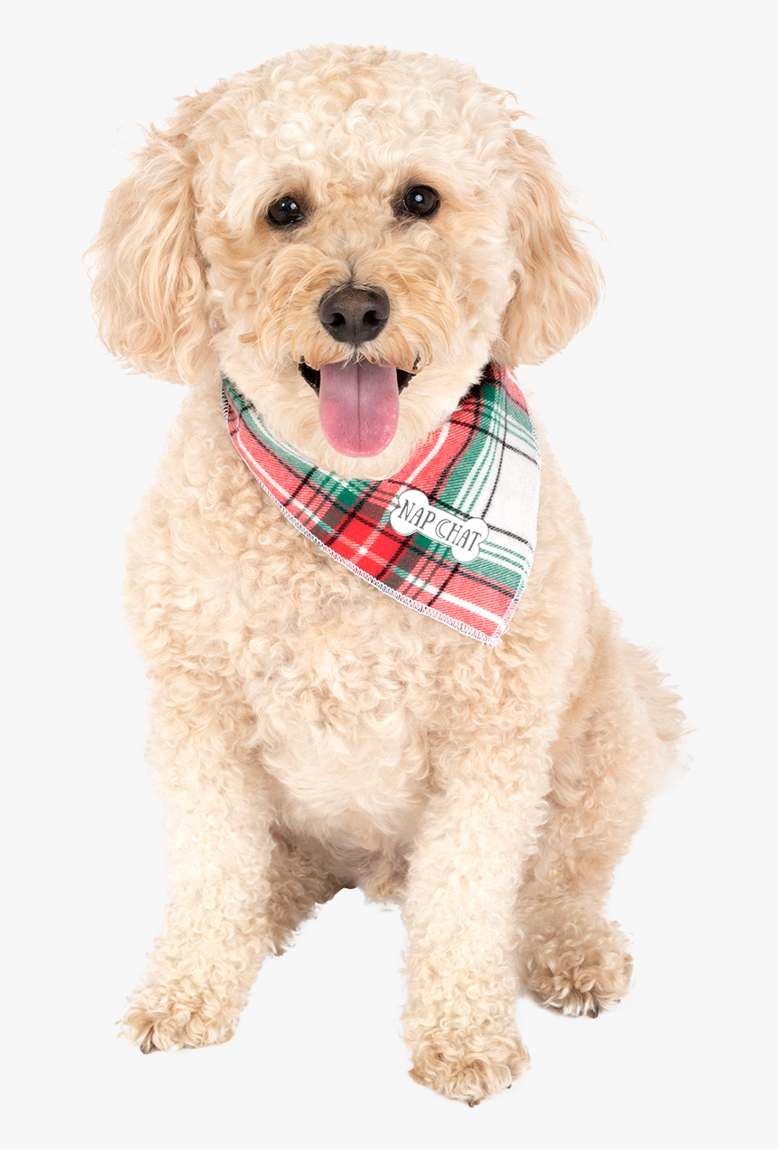 Companion Dog, HD Png Download