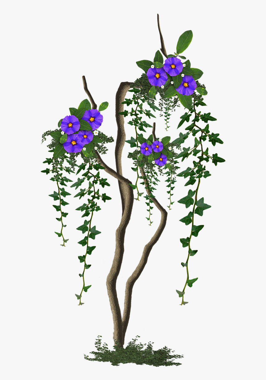 Image Cropped Tree With Flowers Tree Free Photo - Rosa Glauca, HD Png Download
