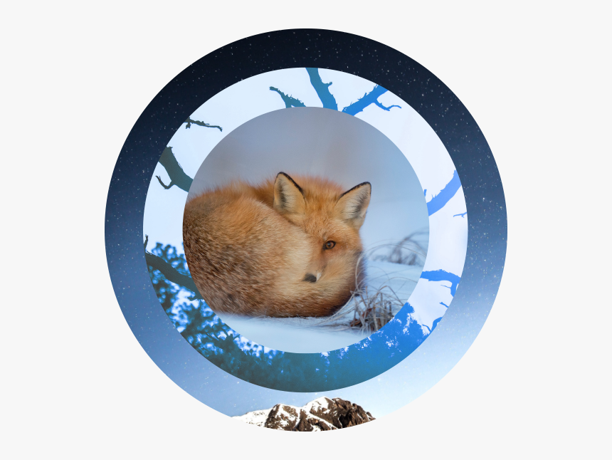 Renard Dans La Neige, HD Png Download