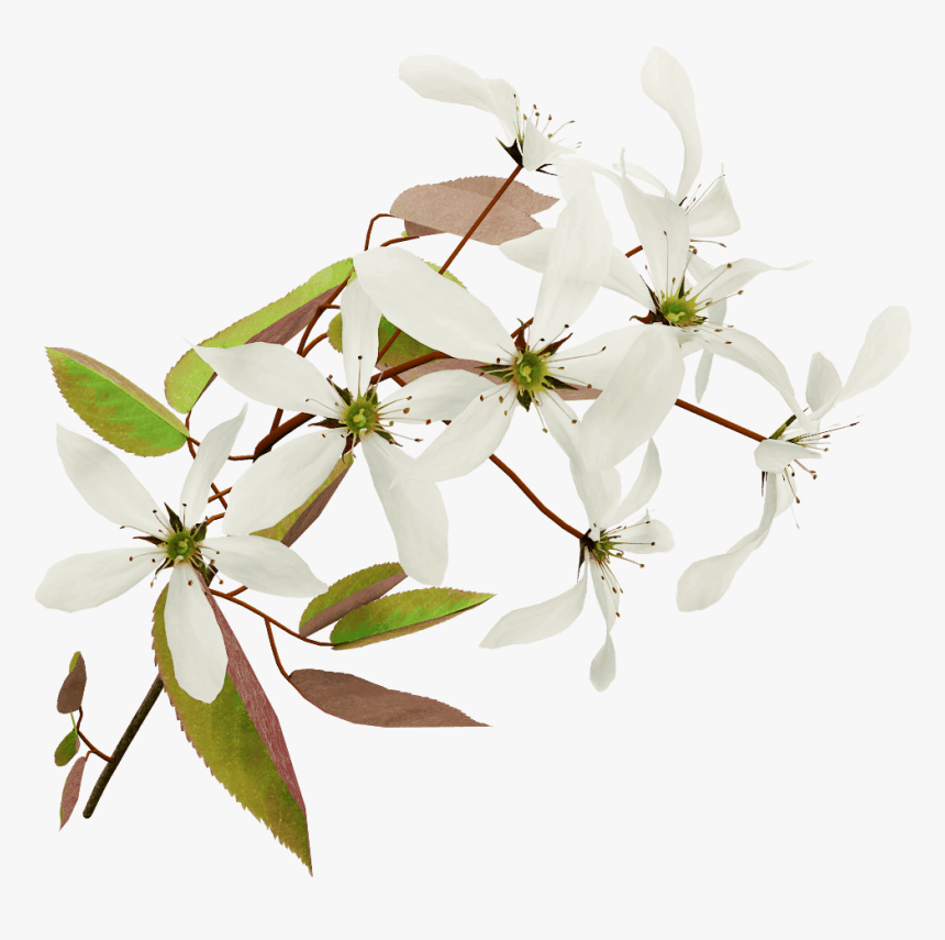 Australian Blossoms Transparent Png, Png Download