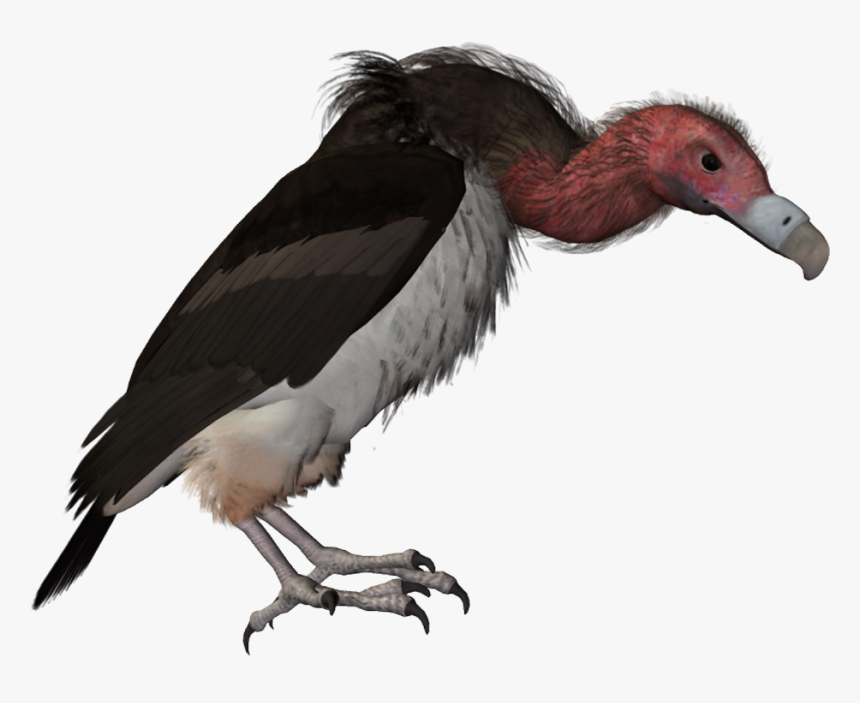 Drawn Turkey Vulture Catoon - Vulture, HD Png Download