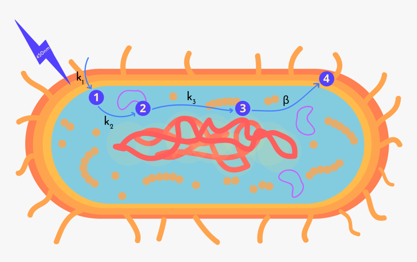 Clip Art, HD Png Download