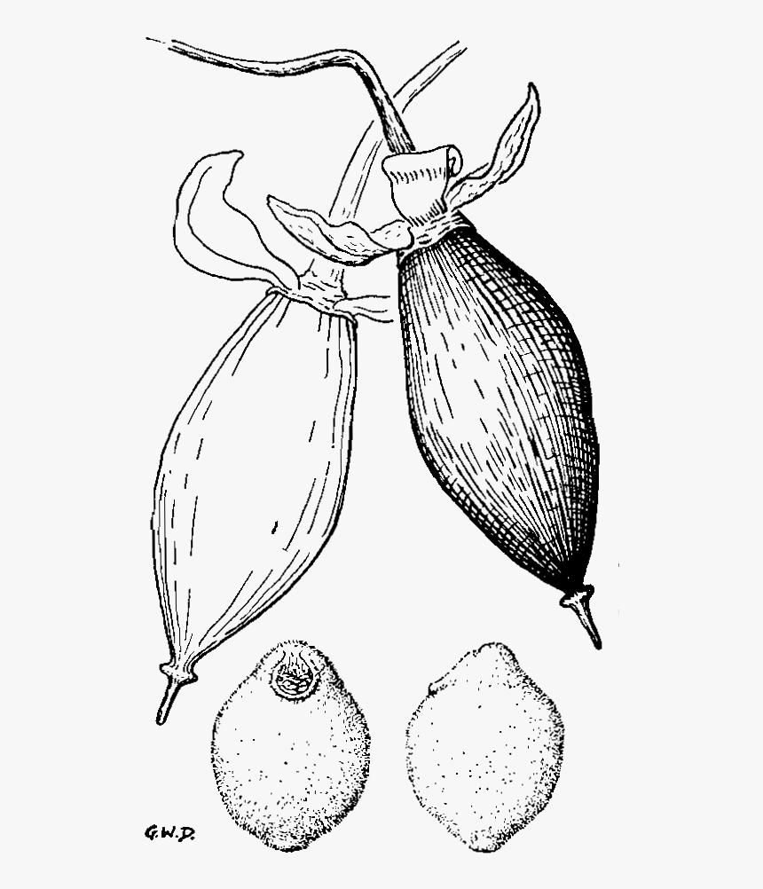 Weevil, HD Png Download