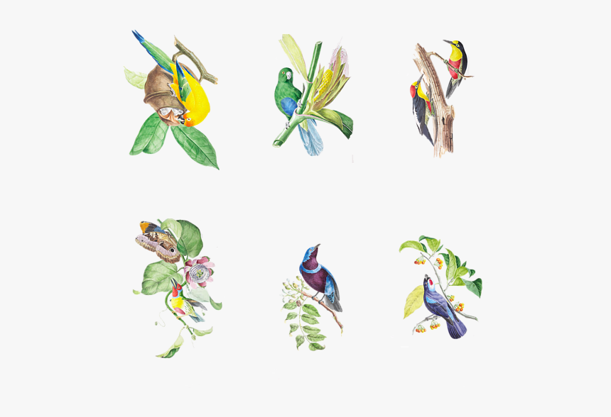 Macaw, HD Png Download