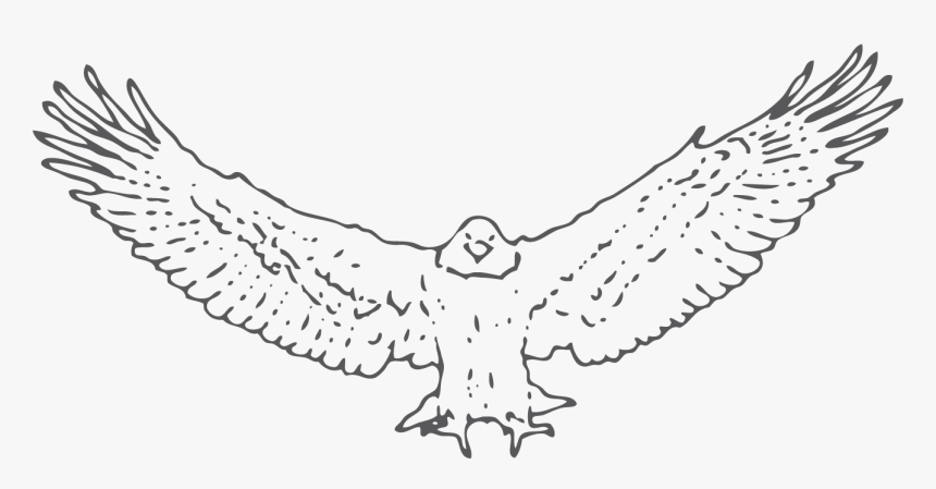 Snowy Owl, HD Png Download