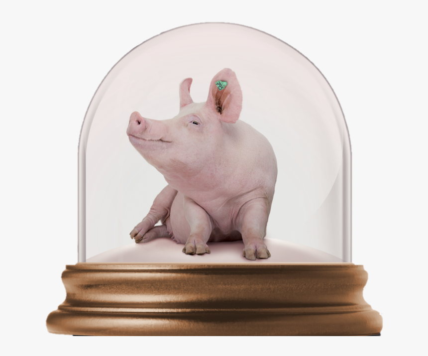Domestic Pig, HD Png Download