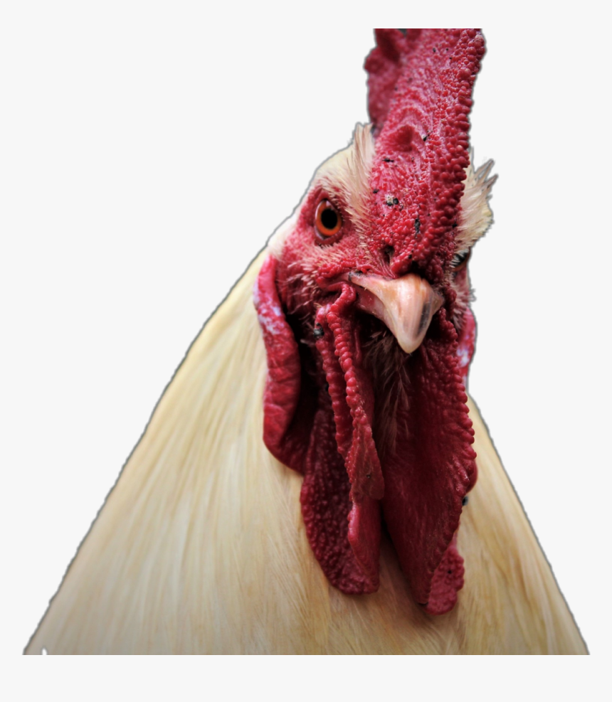 #gallo #animals #pets & Animals #enojado #granja #pets - Turkey, HD Png Download