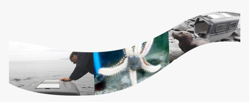 Steller Sea Lion, HD Png Download