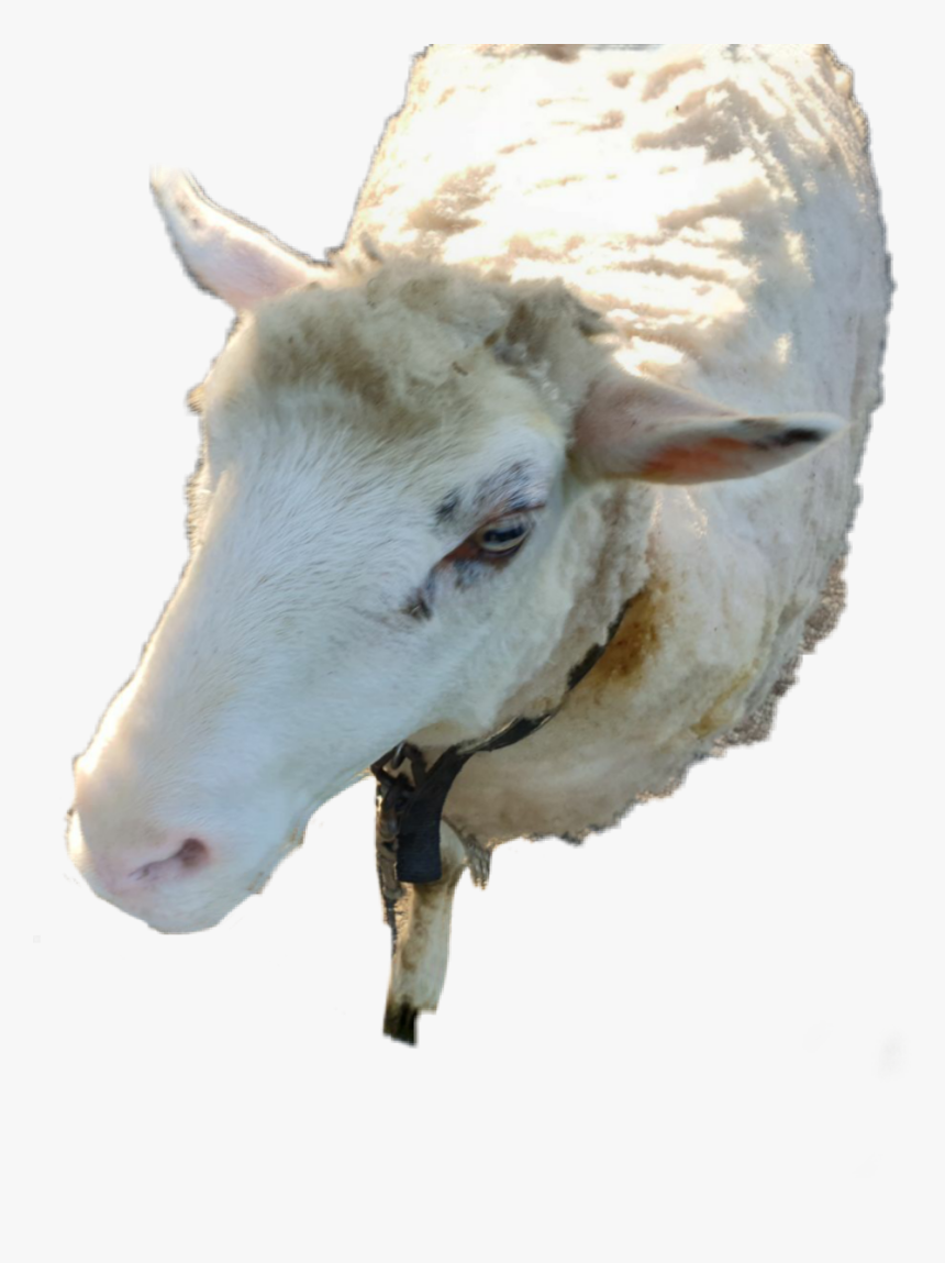 #goat #animal #granja #sheep #pretty #respect - Sheep, HD Png Download