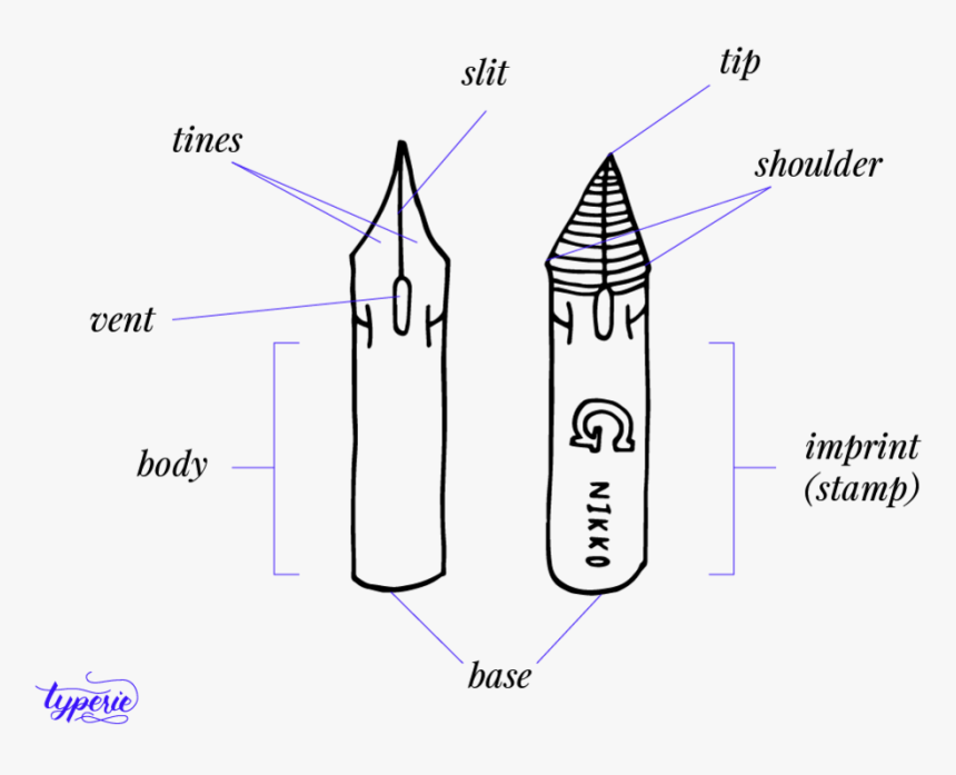 Anatomy Of A Nib, HD Png Download