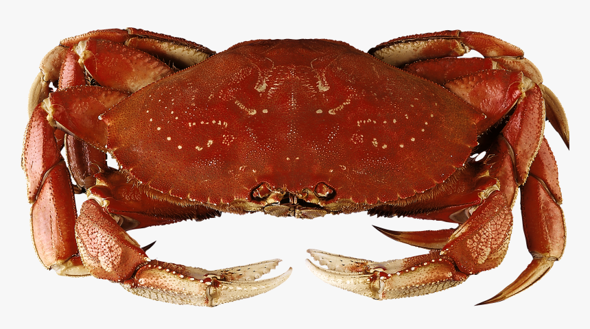 Crab Png - Dungeness Crab, Transparent Png