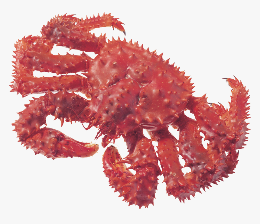 Crab Png - Fruto Do Mar Em Png, Transparent Png
