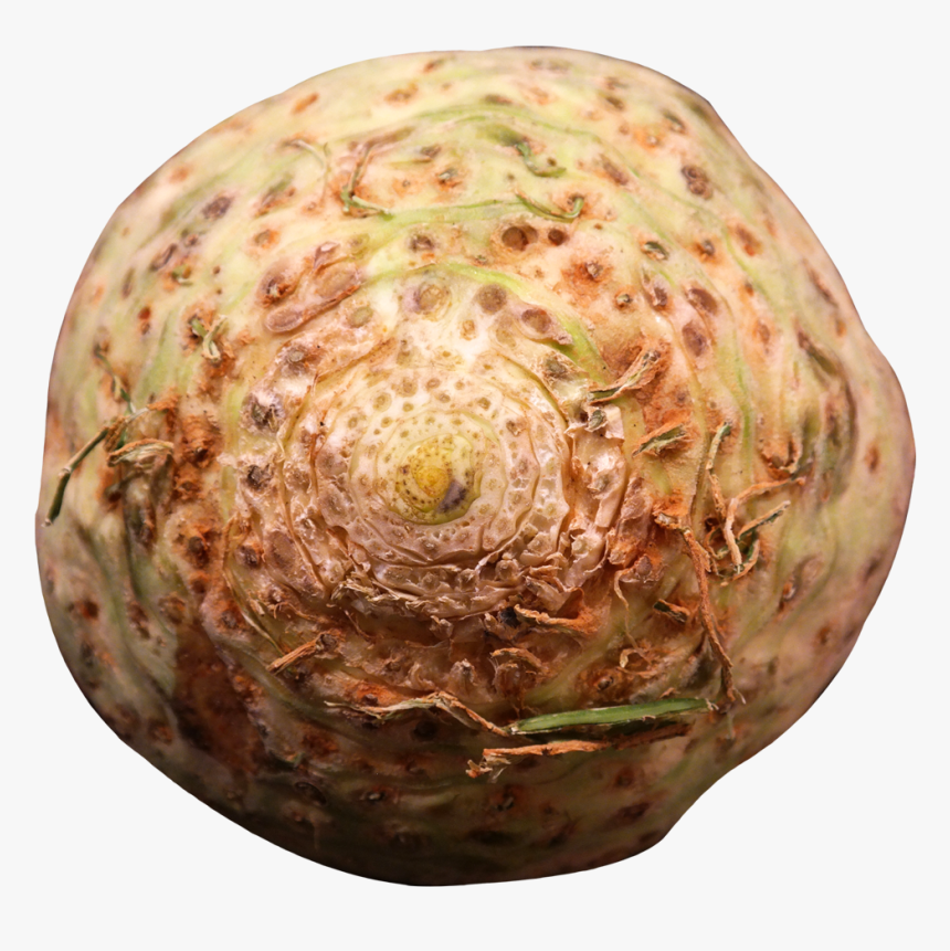 Title - Celeriac, HD Png Download