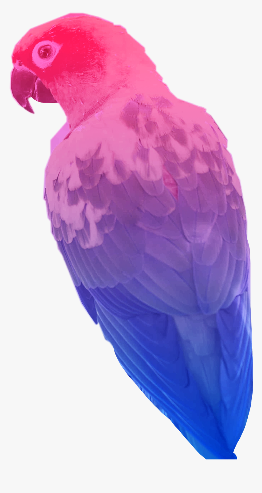 #bisexual #bird #flag #parrot #sticker #freetoedit, HD Png Download