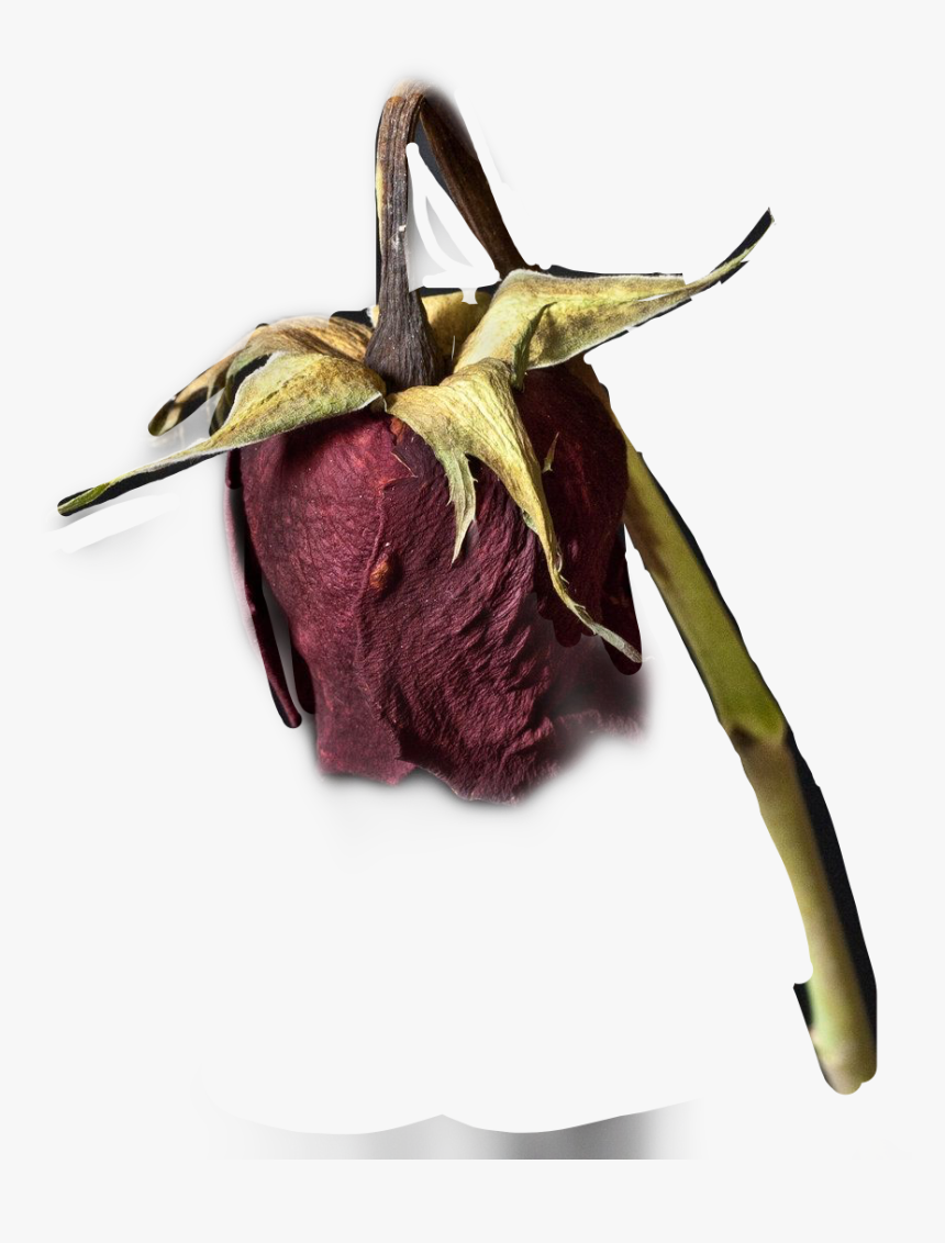 Fritillaria, HD Png Download