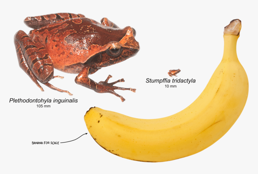 Mini Mum Frog, HD Png Download