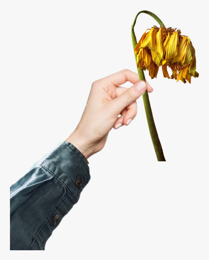 #deadflower #flower #dead #flowers #hand #holding #handgesture - Garden Roses, HD Png Download