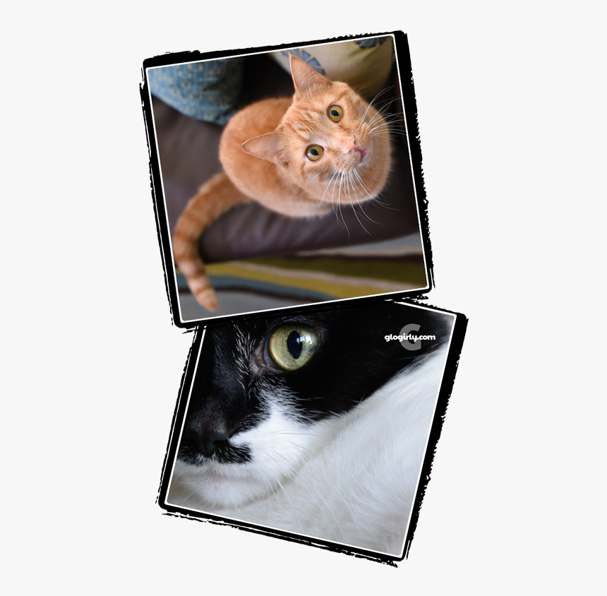 Asian, HD Png Download