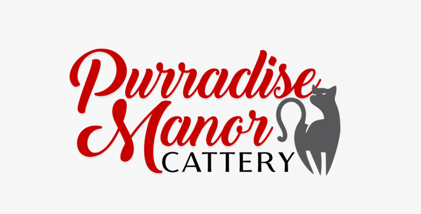 Purradise Manor Cattery - Black Cat, HD Png Download