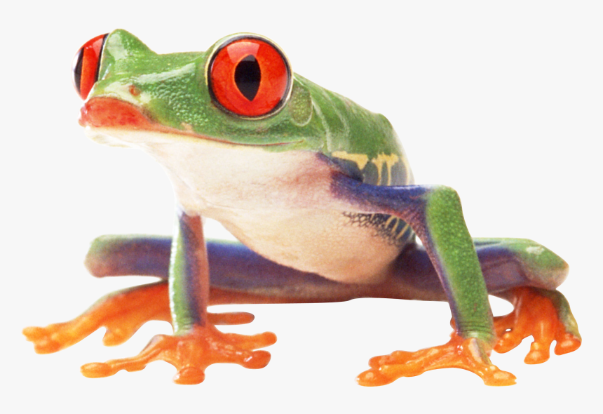 Frog Png Image - Tree Frog Png, Transparent Png