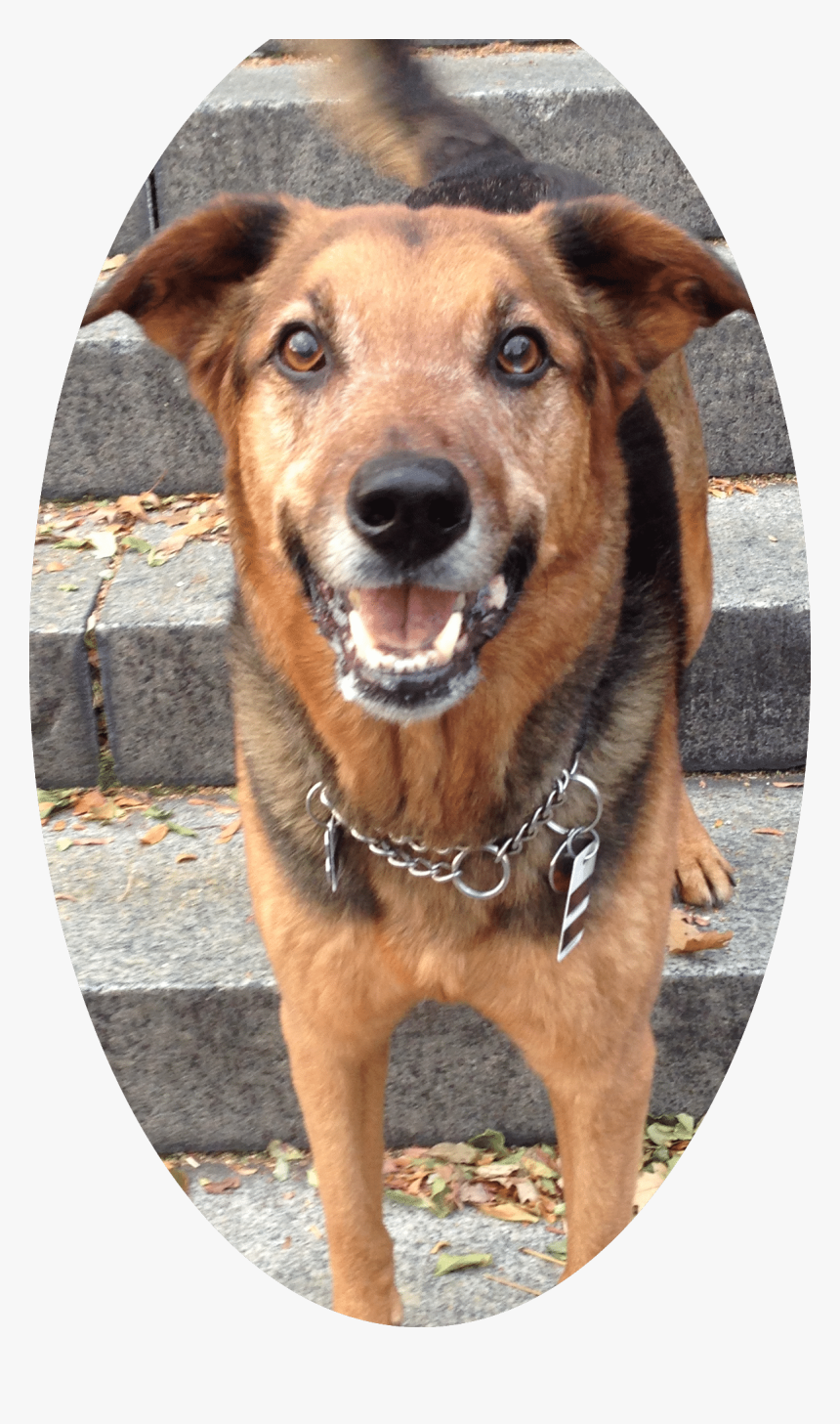 Dog Cat 
 Class Service Image - Companion Dog, HD Png Download