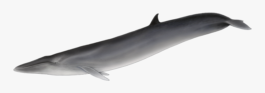 Baleia De Barbatana Dorsal, HD Png Download