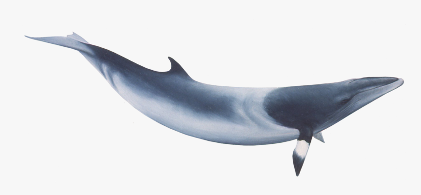 Common Minke Whale Png, Transparent Png