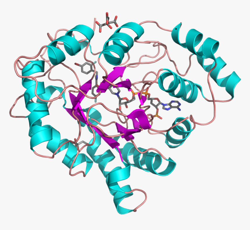 Aldose Reductase 1us0 - Xilosa Reductasa, HD Png Download
