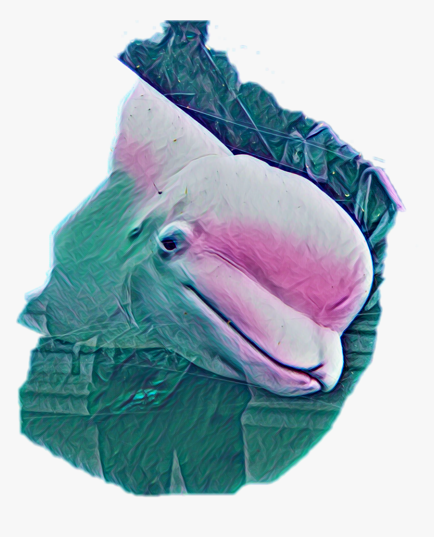 Beluga Whale - Turkey, HD Png Download