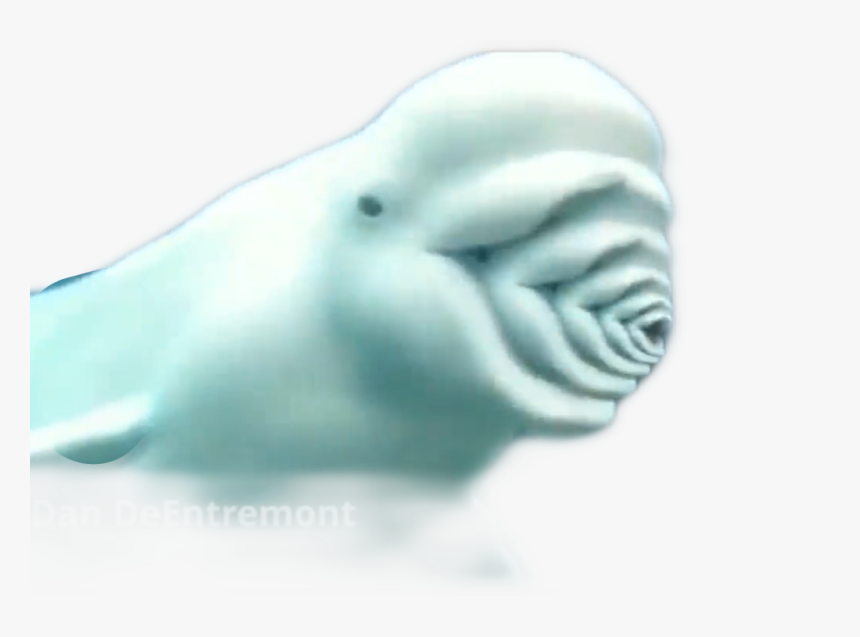 #bluga #whale #freetoedit - Beluga Whale Transparent, HD Png Download