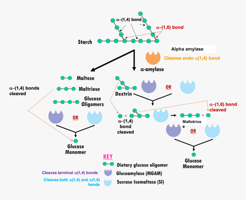 Mechanism Of Action Of Alpha Amylase, HD Png Download