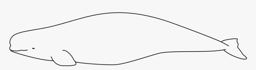 Beluga Whale Svg, HD Png Download