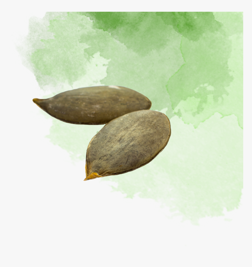 Annual Plant, HD Png Download