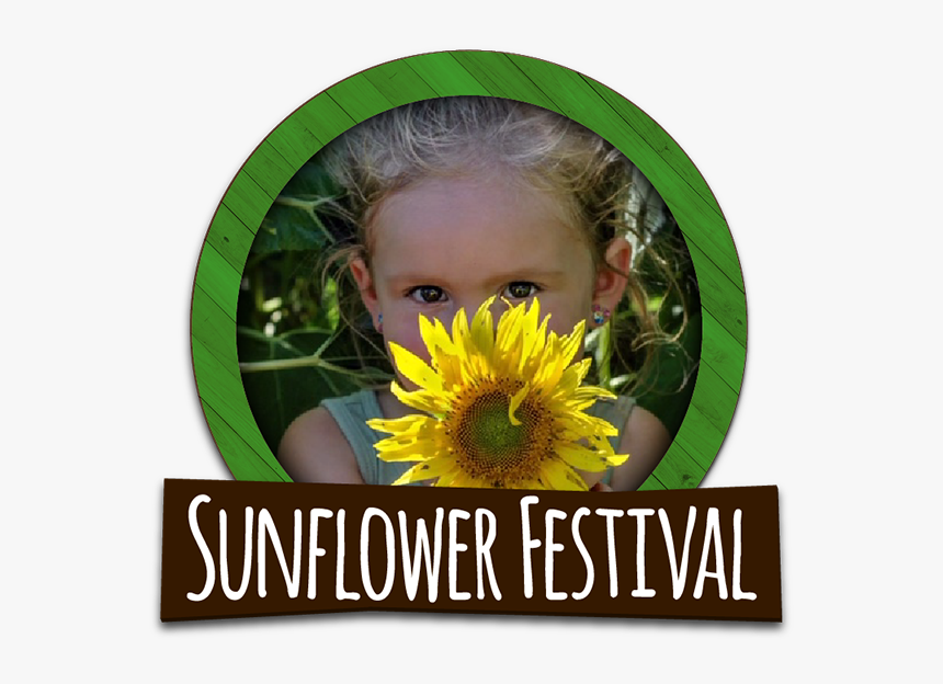 Explore Our Sunflower Fields During Our Annual Sunflower - Sunflower, HD Png Download
