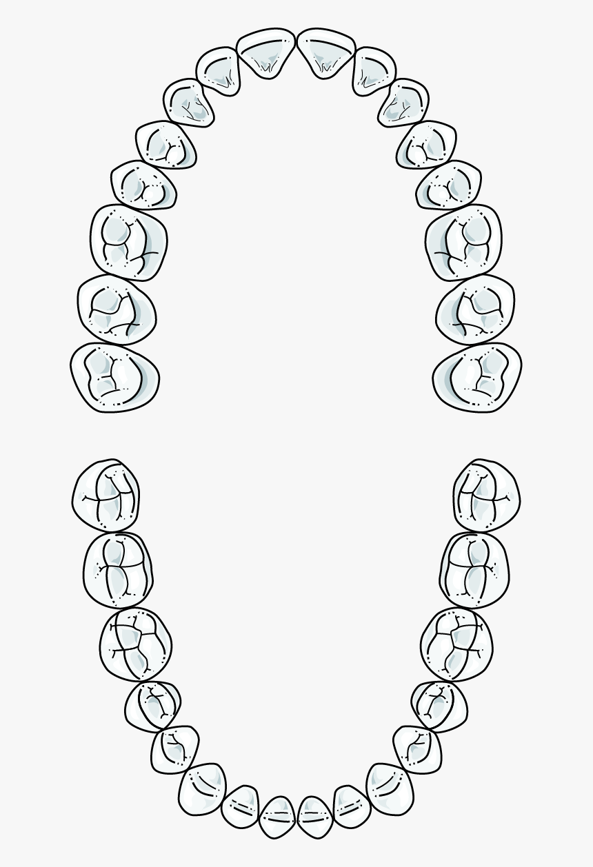 Full Set Adult Teeth, HD Png Download