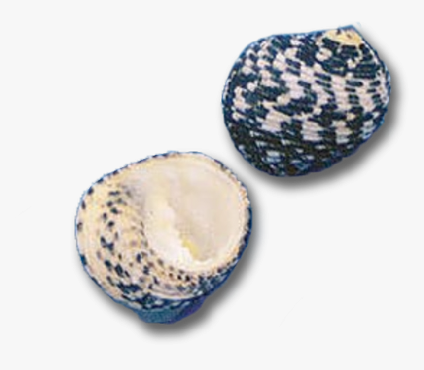 White Teeth - Blue And White Porcelain, HD Png Download