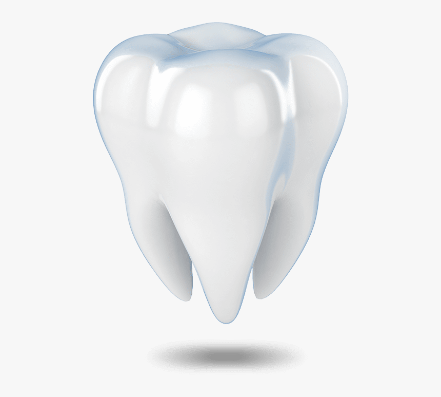 Tooth Model Waterford, Ct - Fang, HD Png Download