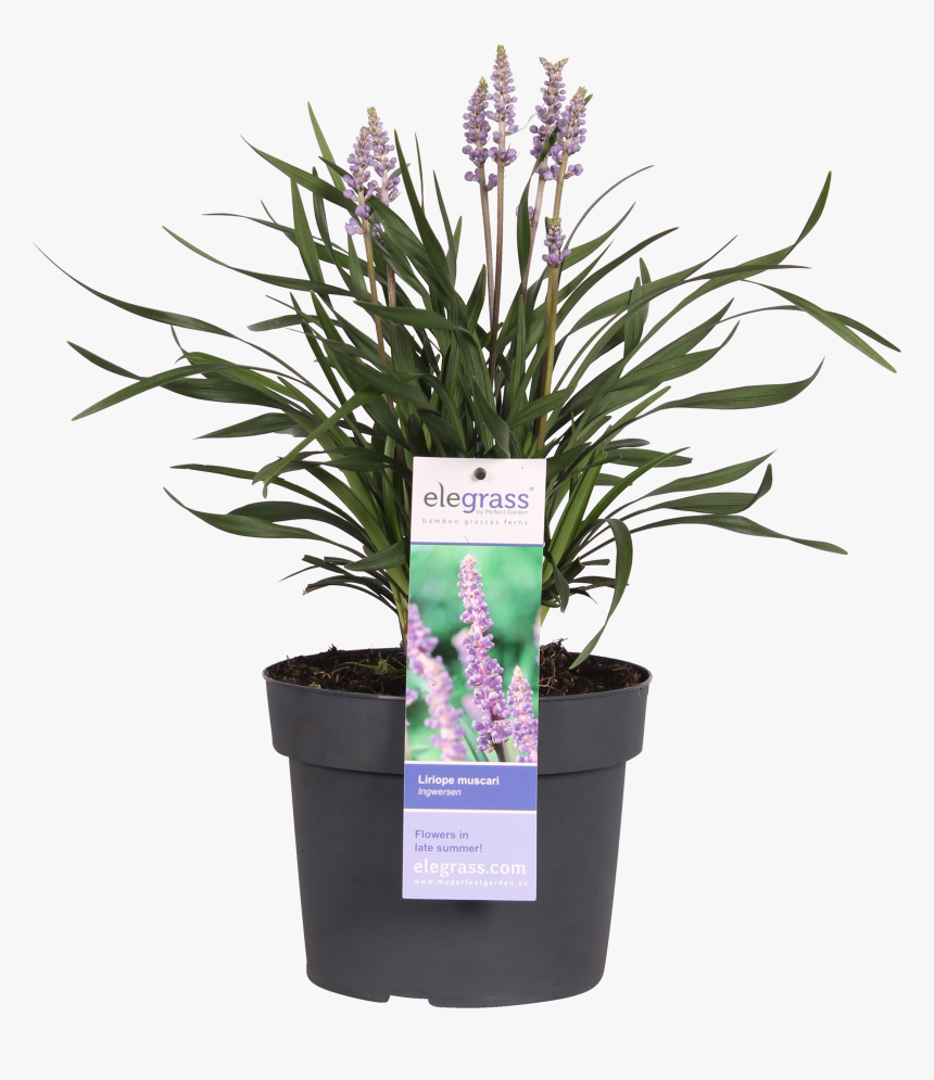 Liriope Png , Png Download - Lily Grass Ingwersen Supplied In A Nursery Pot Size, Transparent Png