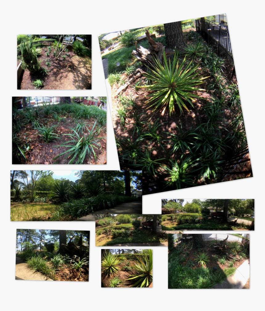Botanical Garden, HD Png Download