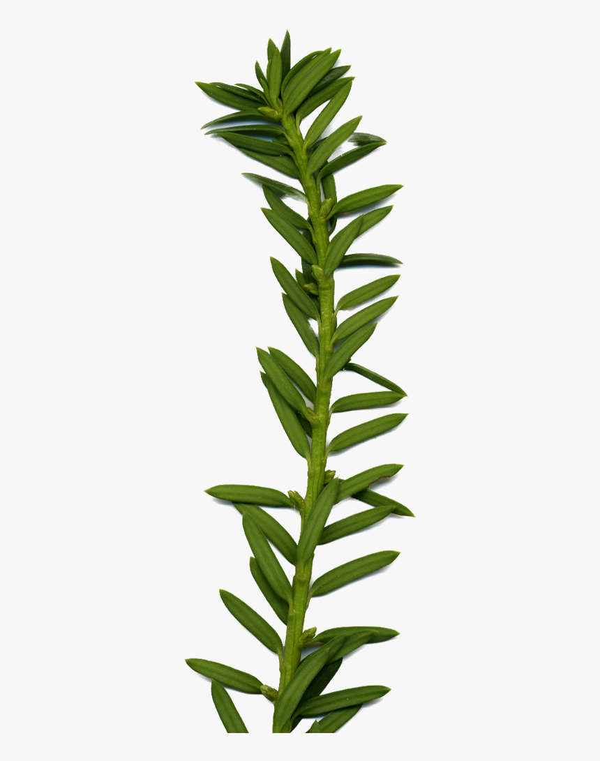 Fire-star Orchid, HD Png Download