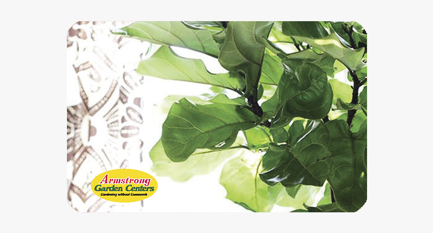 Fiddle Leaf Fig Gift Card - Best Faux Fiddle Leaf Fig Tree, HD Png Download
