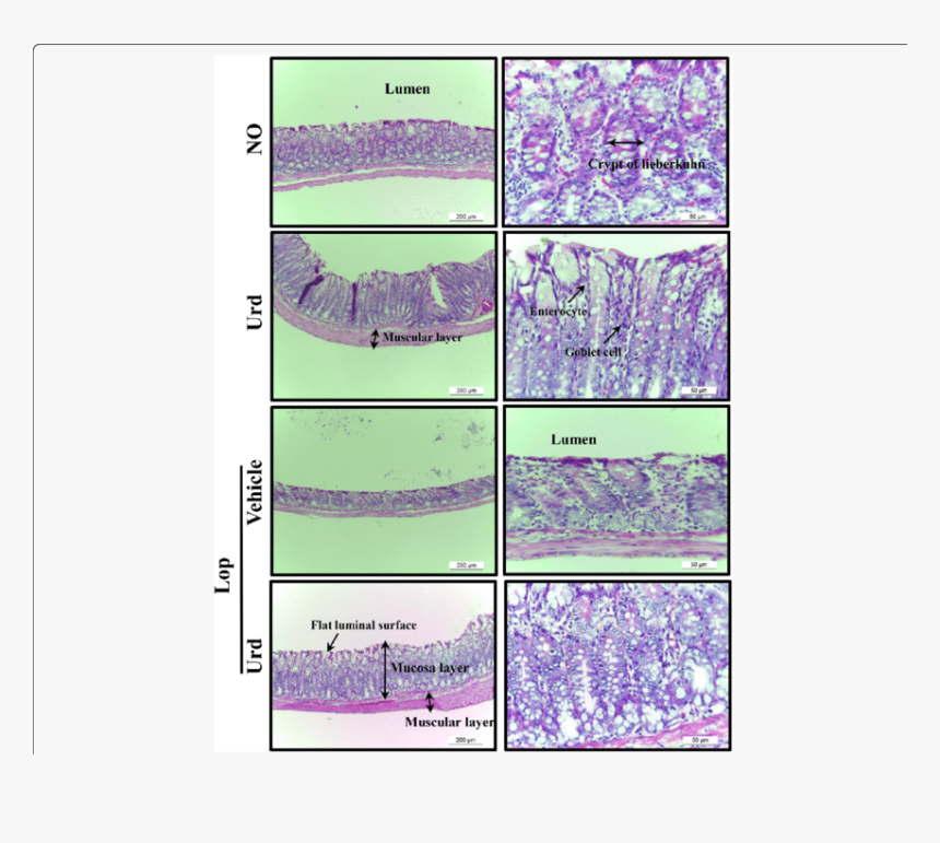 Animal, HD Png Download