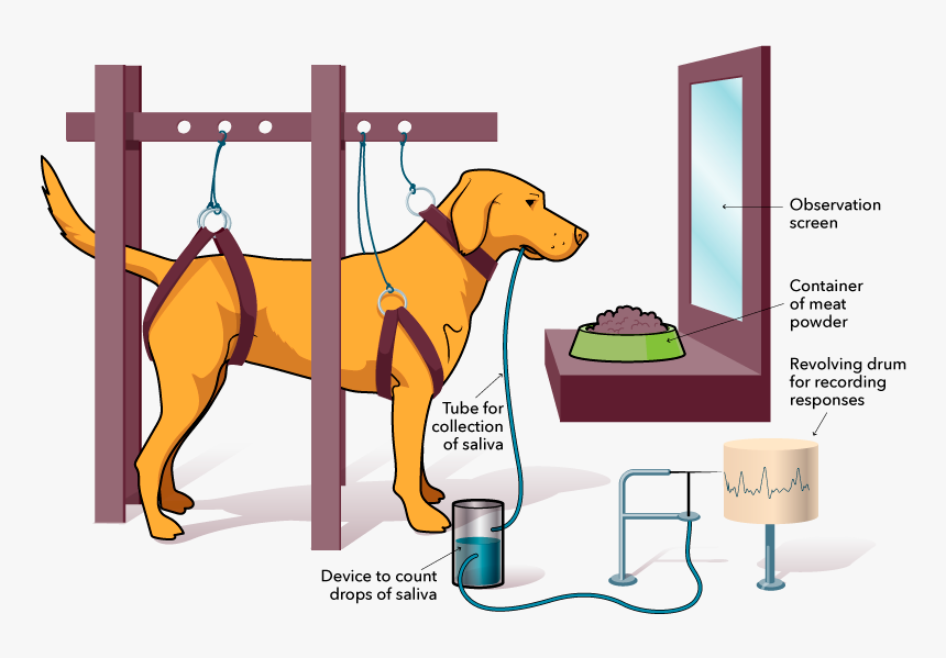 Hunting Dog, HD Png Download