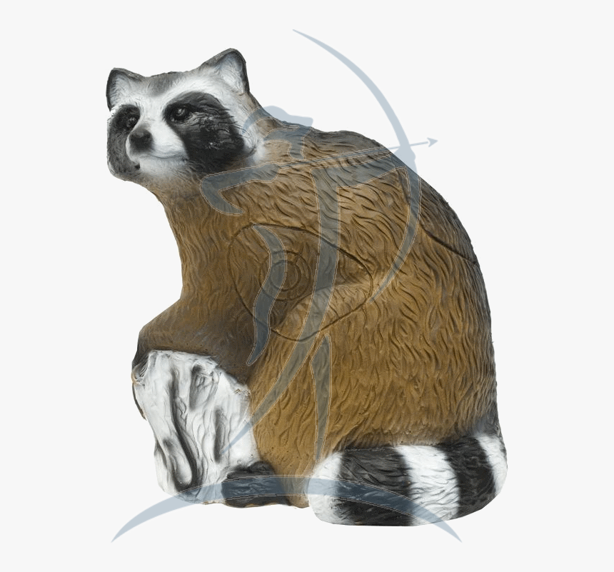 Srt Racoon [08470568] - Waschbär 3d Bogensport, HD Png Download